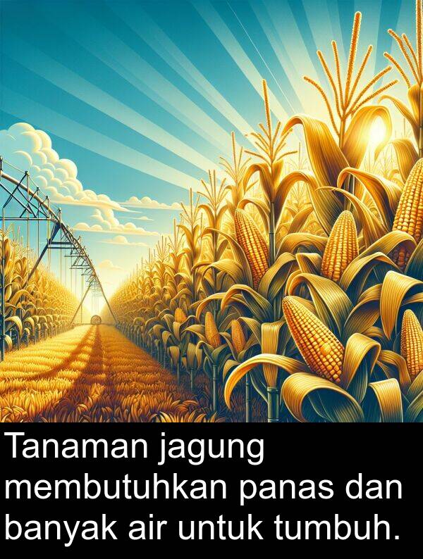 panas: Tanaman jagung membutuhkan panas dan banyak air untuk tumbuh.