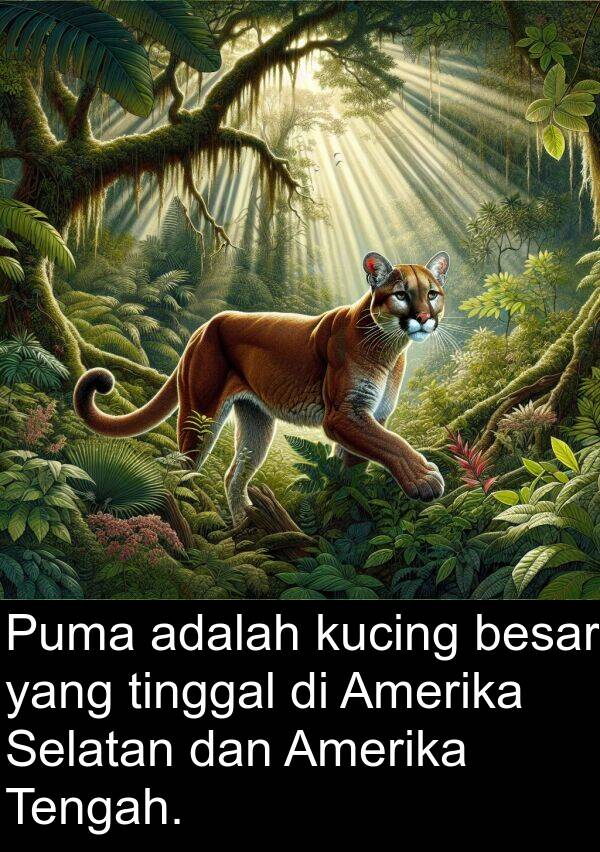 kucing: Puma adalah kucing besar yang tinggal di Amerika Selatan dan Amerika Tengah.