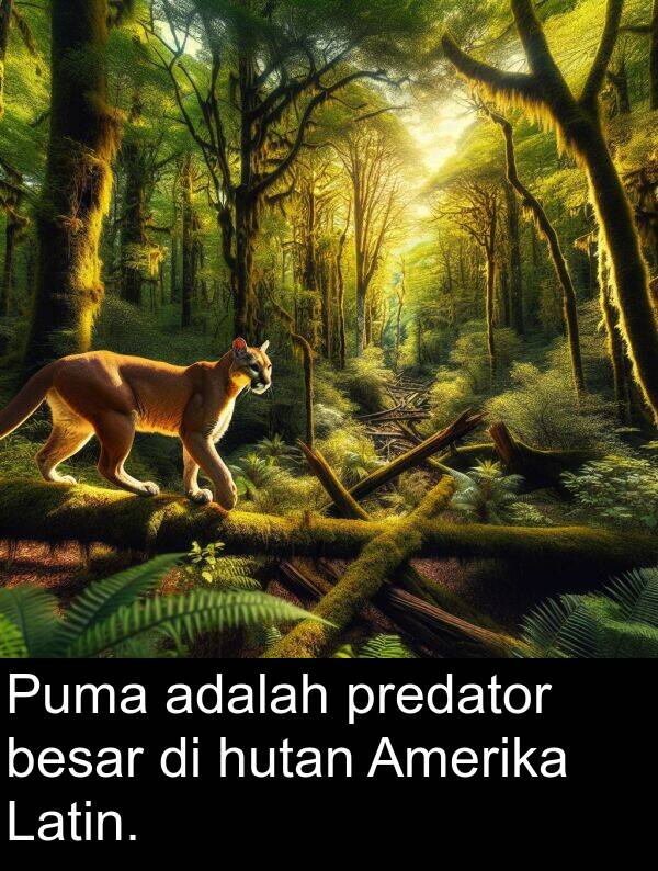 hutan: Puma adalah predator besar di hutan Amerika Latin.