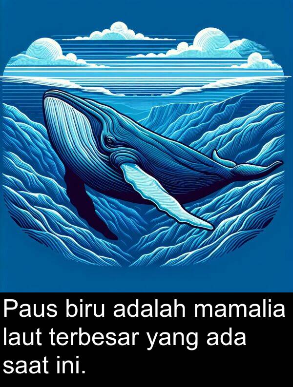 laut: Paus biru adalah mamalia laut terbesar yang ada saat ini.