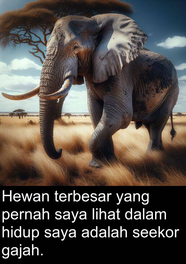 lihat: Hewan terbesar yang pernah saya lihat dalam hidup saya adalah seekor gajah.