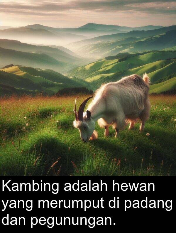 pegunungan: Kambing adalah hewan yang merumput di padang dan pegunungan.