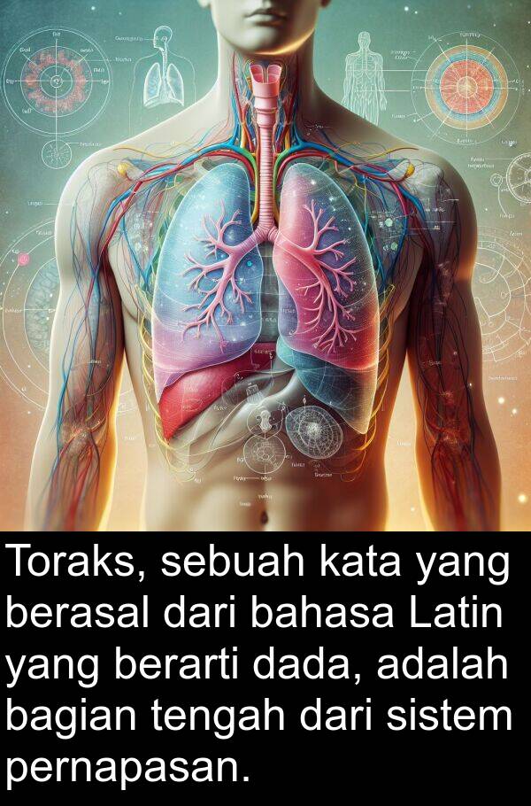 kata: Toraks, sebuah kata yang berasal dari bahasa Latin yang berarti dada, adalah bagian tengah dari sistem pernapasan.