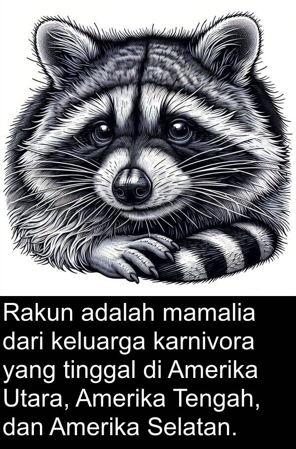 keluarga: Rakun adalah mamalia dari keluarga karnivora yang tinggal di Amerika Utara, Amerika Tengah, dan Amerika Selatan.