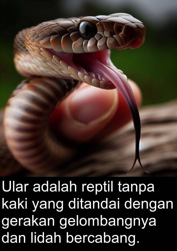 lidah: Ular adalah reptil tanpa kaki yang ditandai dengan gerakan gelombangnya dan lidah bercabang.