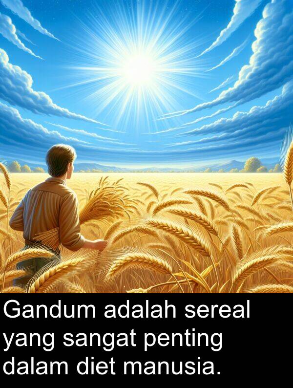 diet: Gandum adalah sereal yang sangat penting dalam diet manusia.