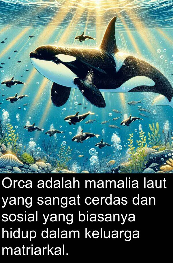 keluarga: Orca adalah mamalia laut yang sangat cerdas dan sosial yang biasanya hidup dalam keluarga matriarkal.