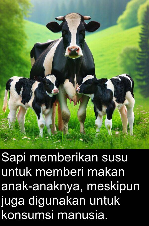 memberi: Sapi memberikan susu untuk memberi makan anak-anaknya, meskipun juga digunakan untuk konsumsi manusia.