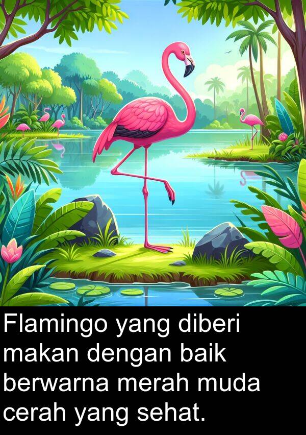 cerah: Flamingo yang diberi makan dengan baik berwarna merah muda cerah yang sehat.