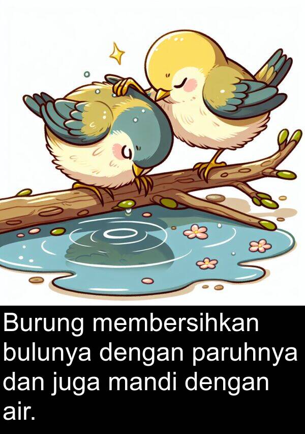 paruhnya: Burung membersihkan bulunya dengan paruhnya dan juga mandi dengan air.