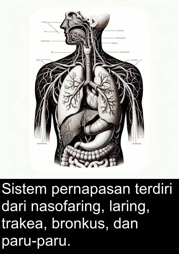 laring: Sistem pernapasan terdiri dari nasofaring, laring, trakea, bronkus, dan paru-paru.