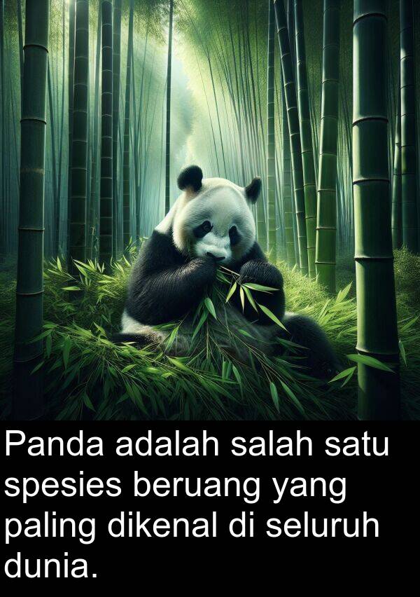 paling: Panda adalah salah satu spesies beruang yang paling dikenal di seluruh dunia.