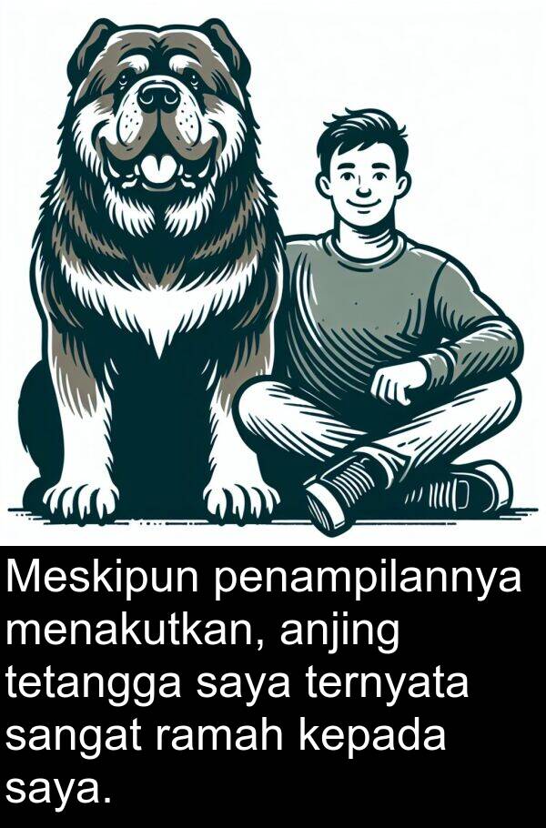 penampilannya: Meskipun penampilannya menakutkan, anjing tetangga saya ternyata sangat ramah kepada saya.