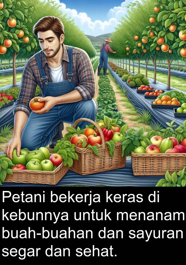 kebunnya: Petani bekerja keras di kebunnya untuk menanam buah-buahan dan sayuran segar dan sehat.