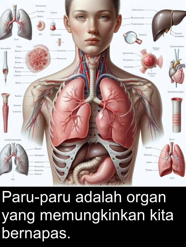 organ: Paru-paru adalah organ yang memungkinkan kita bernapas.