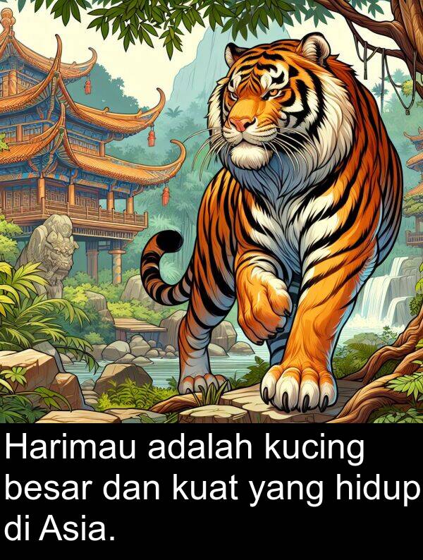 hidup: Harimau adalah kucing besar dan kuat yang hidup di Asia.