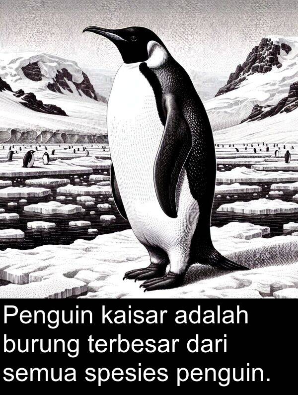 kaisar: Penguin kaisar adalah burung terbesar dari semua spesies penguin.