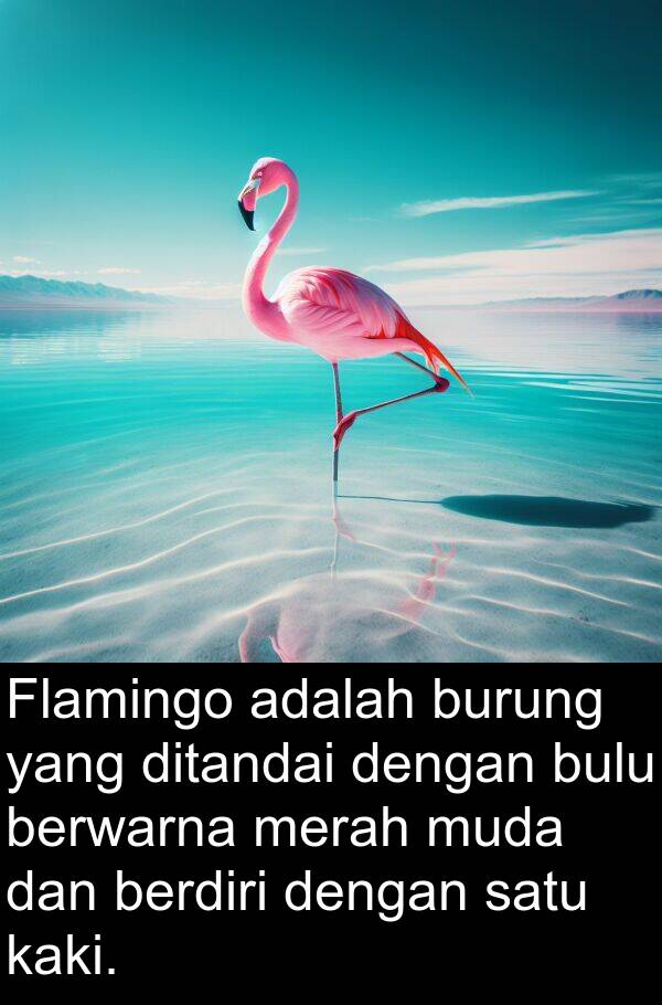 kaki: Flamingo adalah burung yang ditandai dengan bulu berwarna merah muda dan berdiri dengan satu kaki.