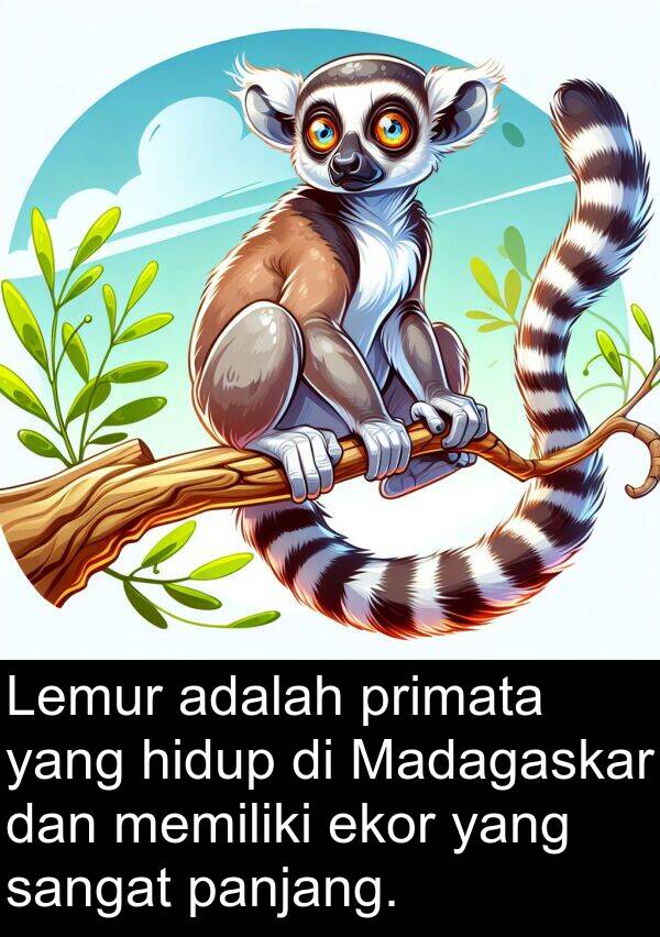 ekor: Lemur adalah primata yang hidup di Madagaskar dan memiliki ekor yang sangat panjang.