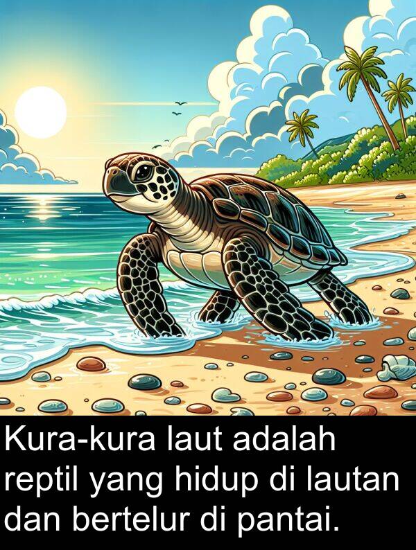 pantai: Kura-kura laut adalah reptil yang hidup di lautan dan bertelur di pantai.