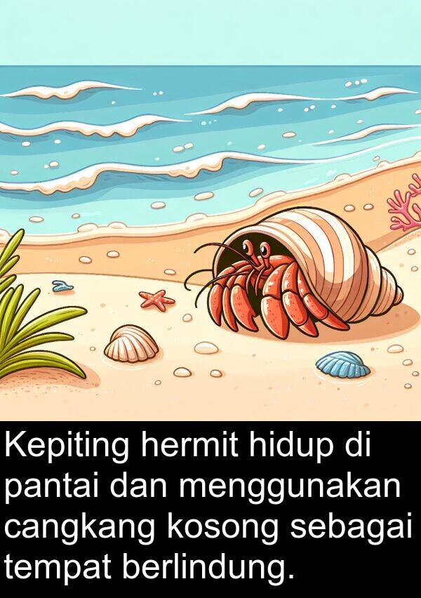 pantai: Kepiting hermit hidup di pantai dan menggunakan cangkang kosong sebagai tempat berlindung.