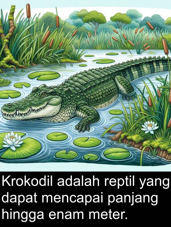 enam: Krokodil adalah reptil yang dapat mencapai panjang hingga enam meter.