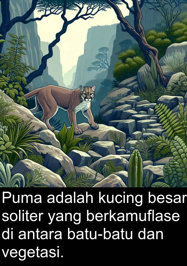 berkamuflase: Puma adalah kucing besar soliter yang berkamuflase di antara batu-batu dan vegetasi.