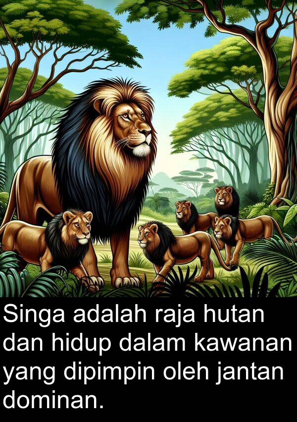 raja: Singa adalah raja hutan dan hidup dalam kawanan yang dipimpin oleh jantan dominan.