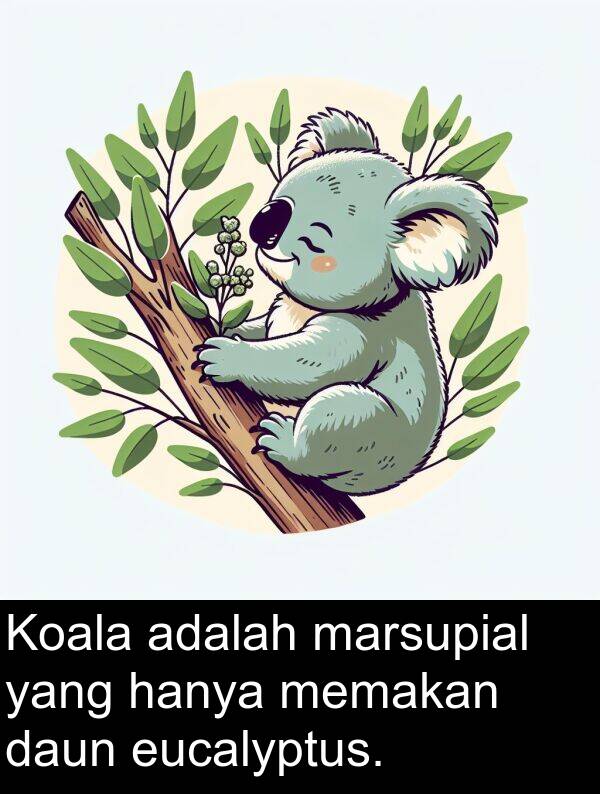 eucalyptus: Koala adalah marsupial yang hanya memakan daun eucalyptus.