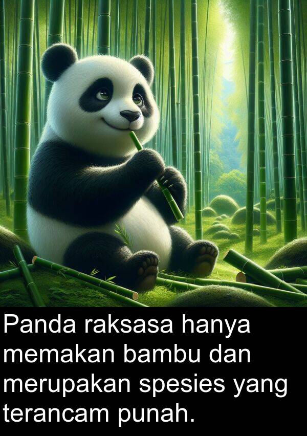 hanya: Panda raksasa hanya memakan bambu dan merupakan spesies yang terancam punah.