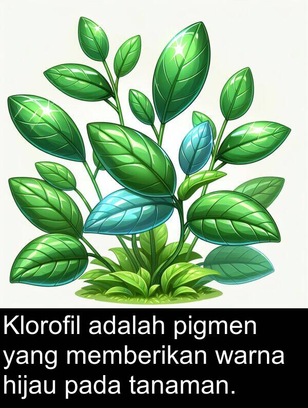 warna: Klorofil adalah pigmen yang memberikan warna hijau pada tanaman.