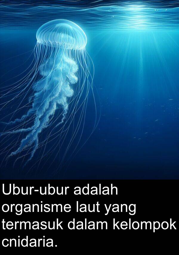 laut: Ubur-ubur adalah organisme laut yang termasuk dalam kelompok cnidaria.