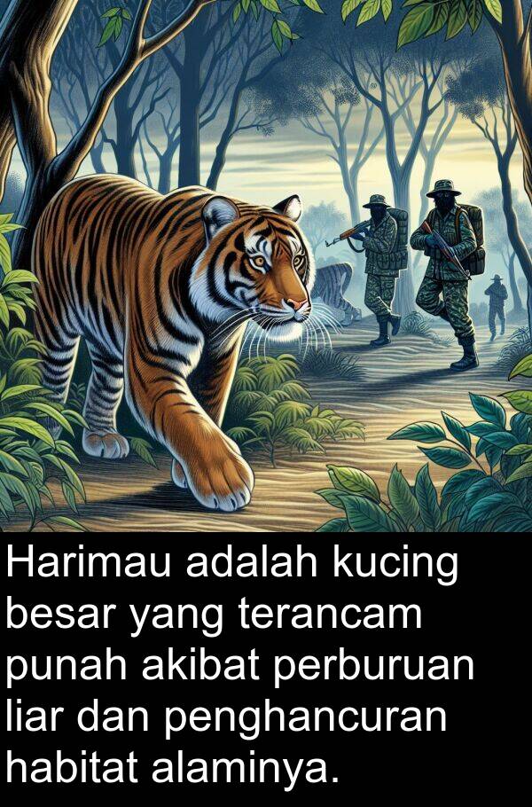 habitat: Harimau adalah kucing besar yang terancam punah akibat perburuan liar dan penghancuran habitat alaminya.