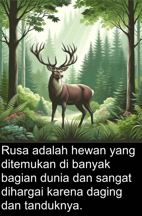 tanduknya: Rusa adalah hewan yang ditemukan di banyak bagian dunia dan sangat dihargai karena daging dan tanduknya.