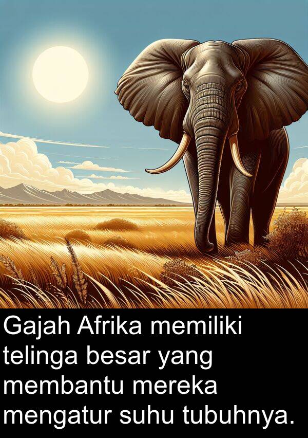 membantu: Gajah Afrika memiliki telinga besar yang membantu mereka mengatur suhu tubuhnya.