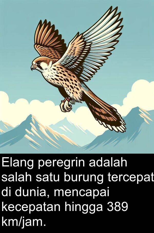 hingga: Elang peregrin adalah salah satu burung tercepat di dunia, mencapai kecepatan hingga 389 km/jam.