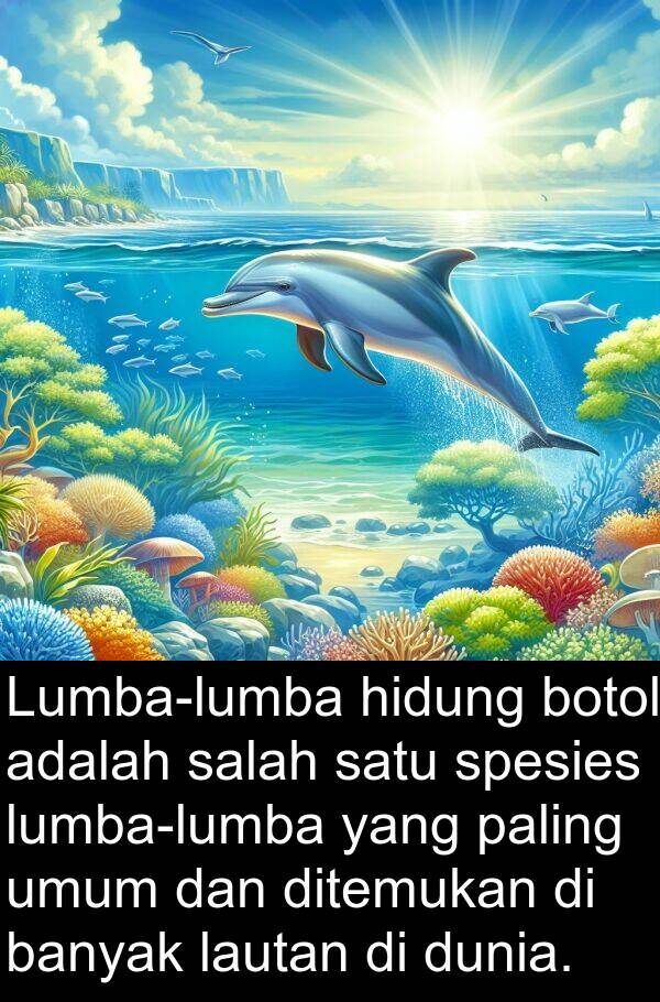 hidung: Lumba-lumba hidung botol adalah salah satu spesies lumba-lumba yang paling umum dan ditemukan di banyak lautan di dunia.