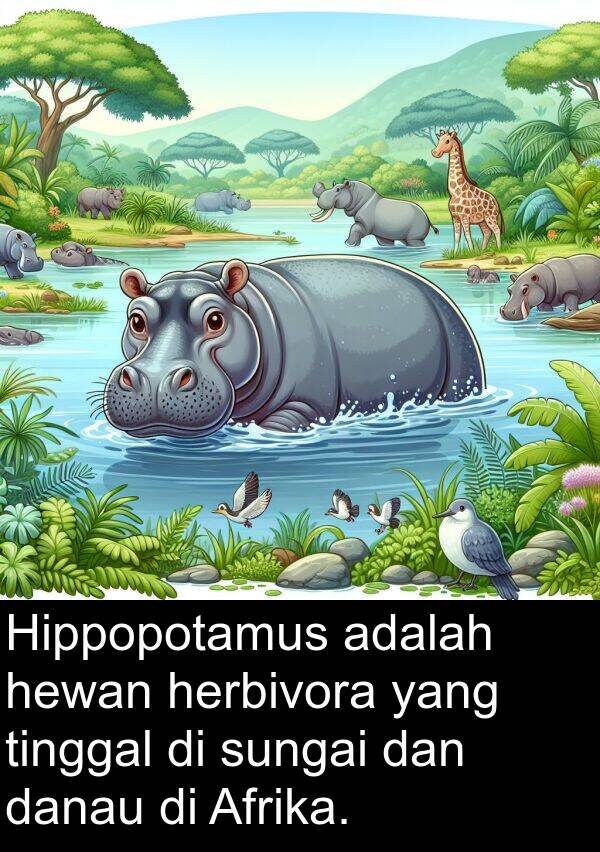 herbivora: Hippopotamus adalah hewan herbivora yang tinggal di sungai dan danau di Afrika.