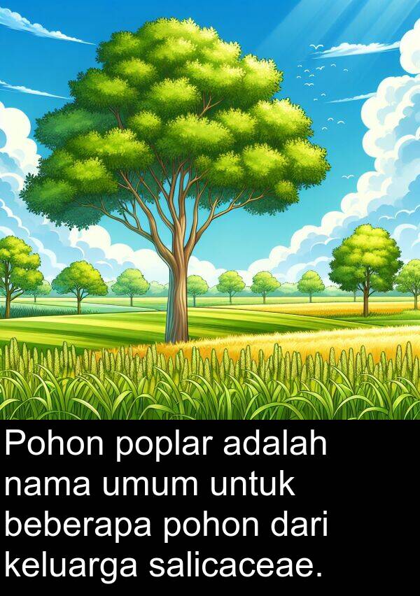 keluarga: Pohon poplar adalah nama umum untuk beberapa pohon dari keluarga salicaceae.