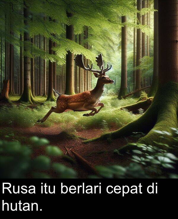 cepat: Rusa itu berlari cepat di hutan.