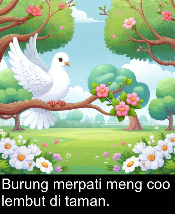 coo: Burung merpati meng coo lembut di taman.