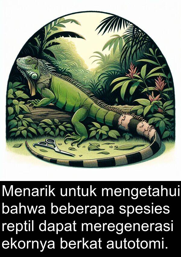 ekornya: Menarik untuk mengetahui bahwa beberapa spesies reptil dapat meregenerasi ekornya berkat autotomi.