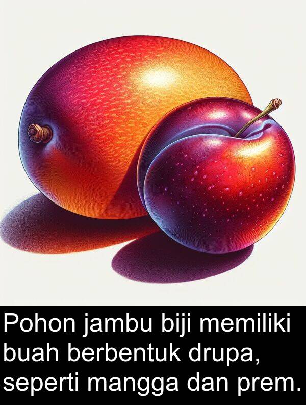 jambu: Pohon jambu biji memiliki buah berbentuk drupa, seperti mangga dan prem.