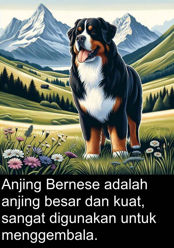 digunakan: Anjing Bernese adalah anjing besar dan kuat, sangat digunakan untuk menggembala.