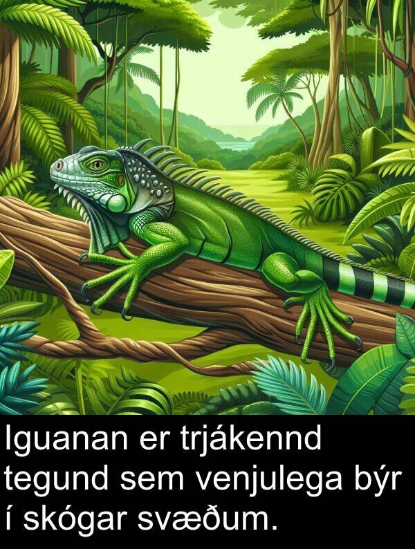 venjulega: Iguanan er trjákennd tegund sem venjulega býr í skógar svæðum.