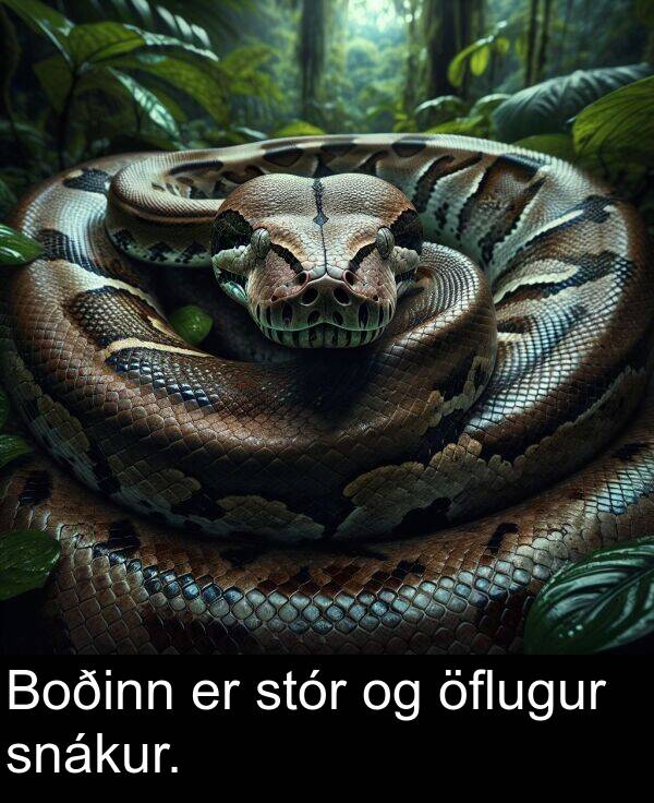 snákur: Boðinn er stór og öflugur snákur.