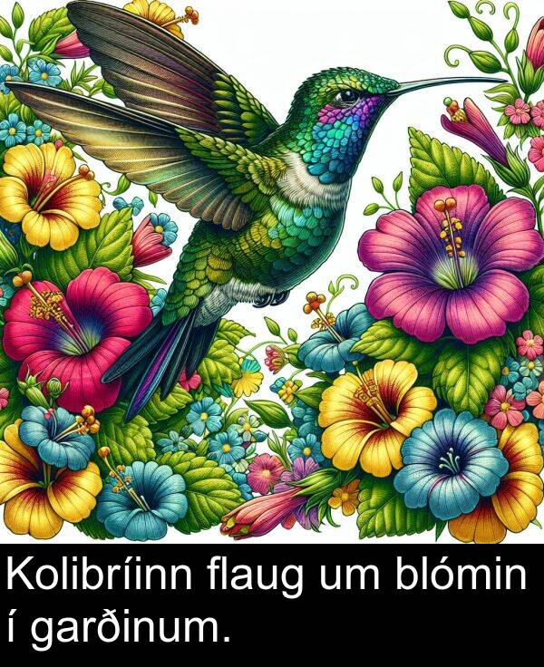 blómin: Kolibríinn flaug um blómin í garðinum.