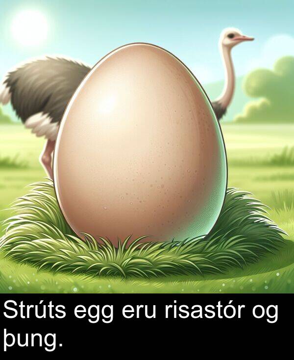 þung: Strúts egg eru risastór og þung.