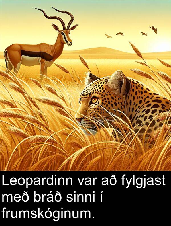 bráð: Leopardinn var að fylgjast með bráð sinni í frumskóginum.