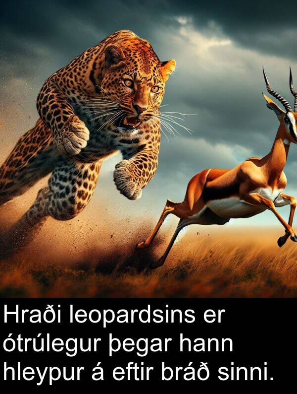 leopardsins: Hraði leopardsins er ótrúlegur þegar hann hleypur á eftir bráð sinni.